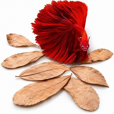 SunGrow 50 pcs Catappa Indian Almond Leaves – 2” Water Conditioner for