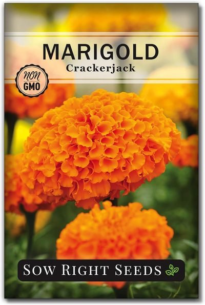 Sow Right Seeds - Crackerjack African Marigold Seed for Planting Flowers