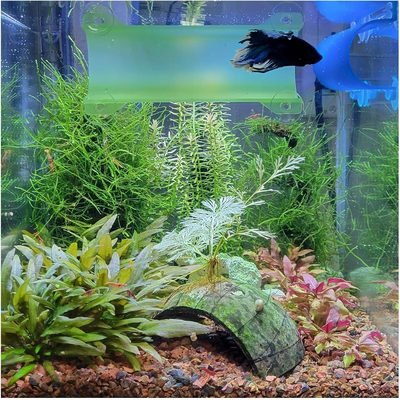 Brand Betta Tunnel (Translucent Light Green)