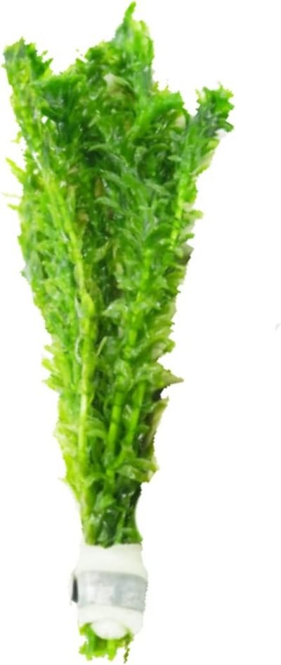 Mainam Anacharis Elodea Densa Tropical Freshwater Live Aquarium Plant
